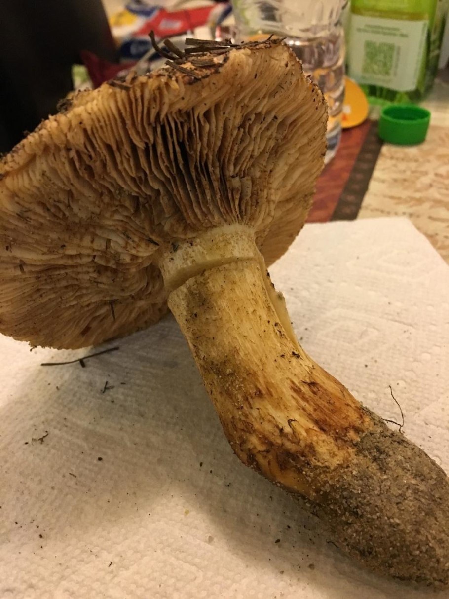 Рядовка Сосновая перевязанная