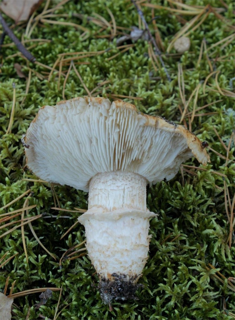 Рядовка опенковидная (перевязанная)