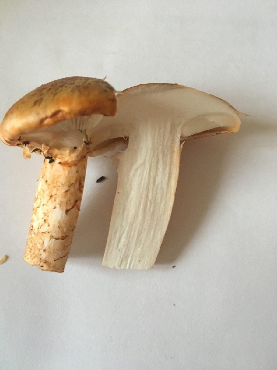 Рядовка опенковидная