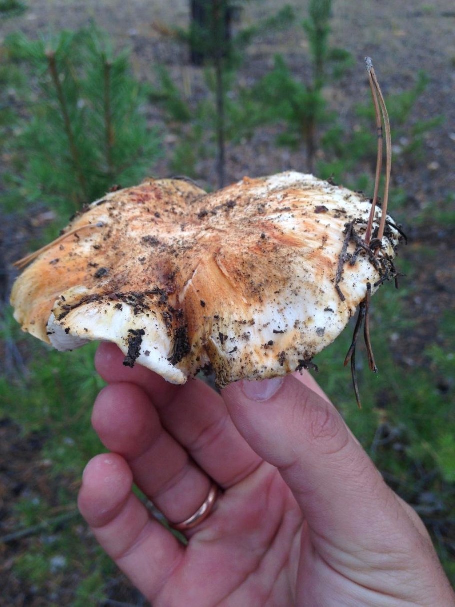 Рядовка перевязанная Tricholoma focale