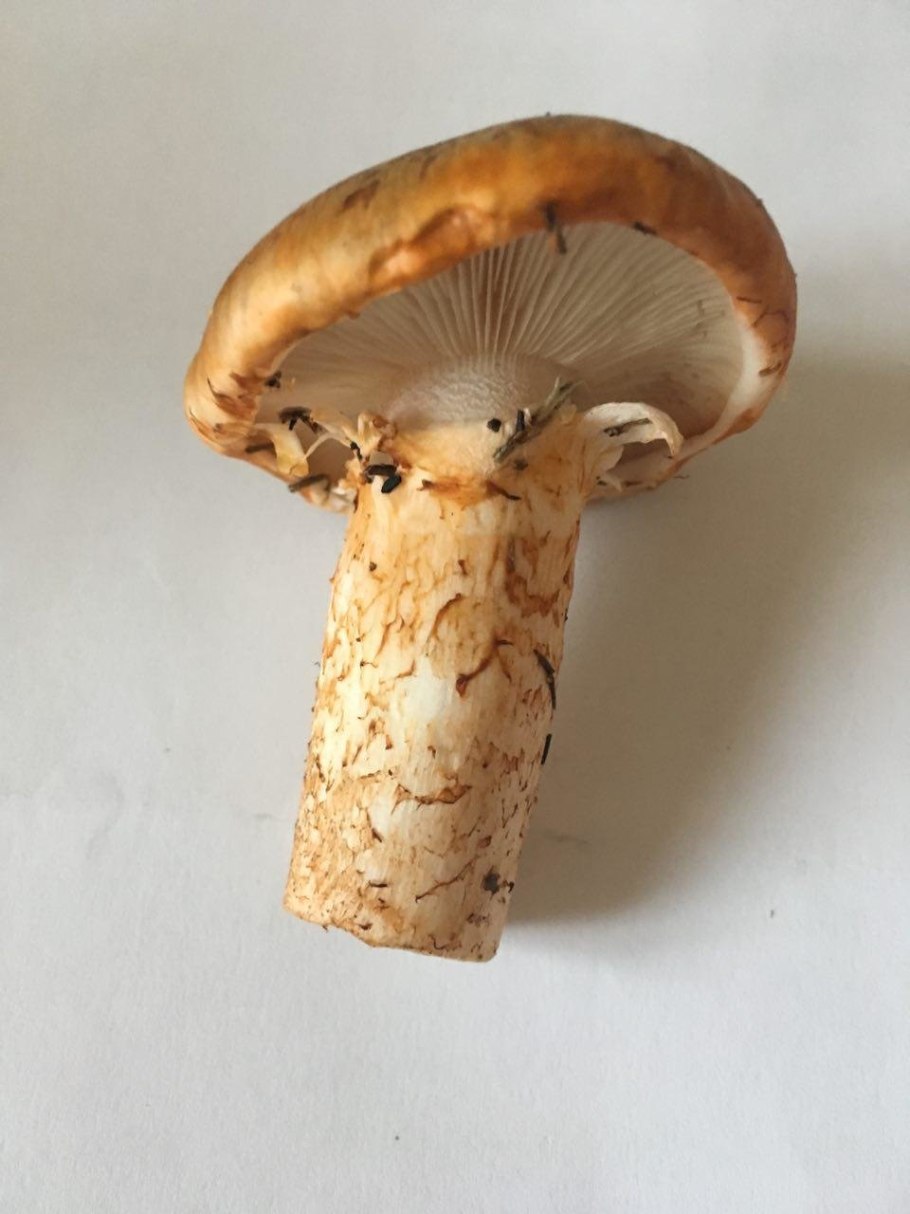 Рядовка Сосновая