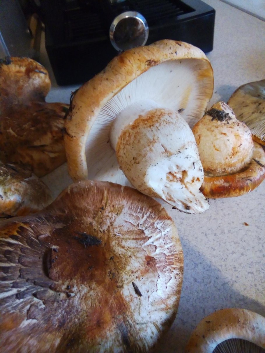 Рядовка перевязанная Tricholoma focale