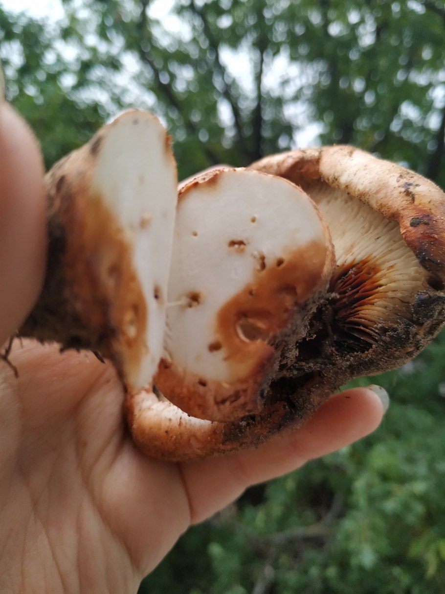 Рядовка перевязанная фото