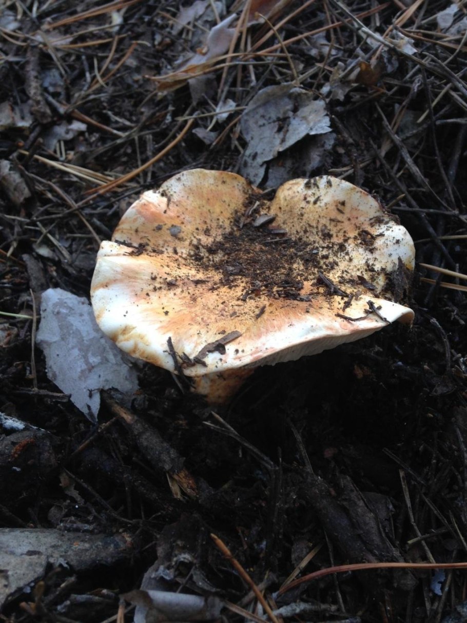 Грибы Ставрополья рядовка