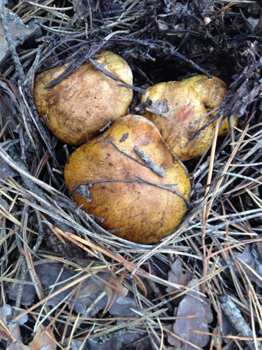 Рядовка опенковидная (перевязанная)