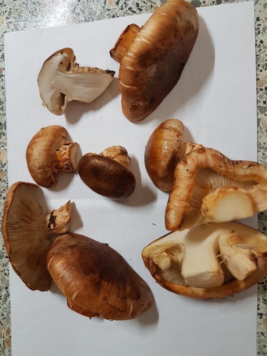 Рядовка Сосновая перевязанная