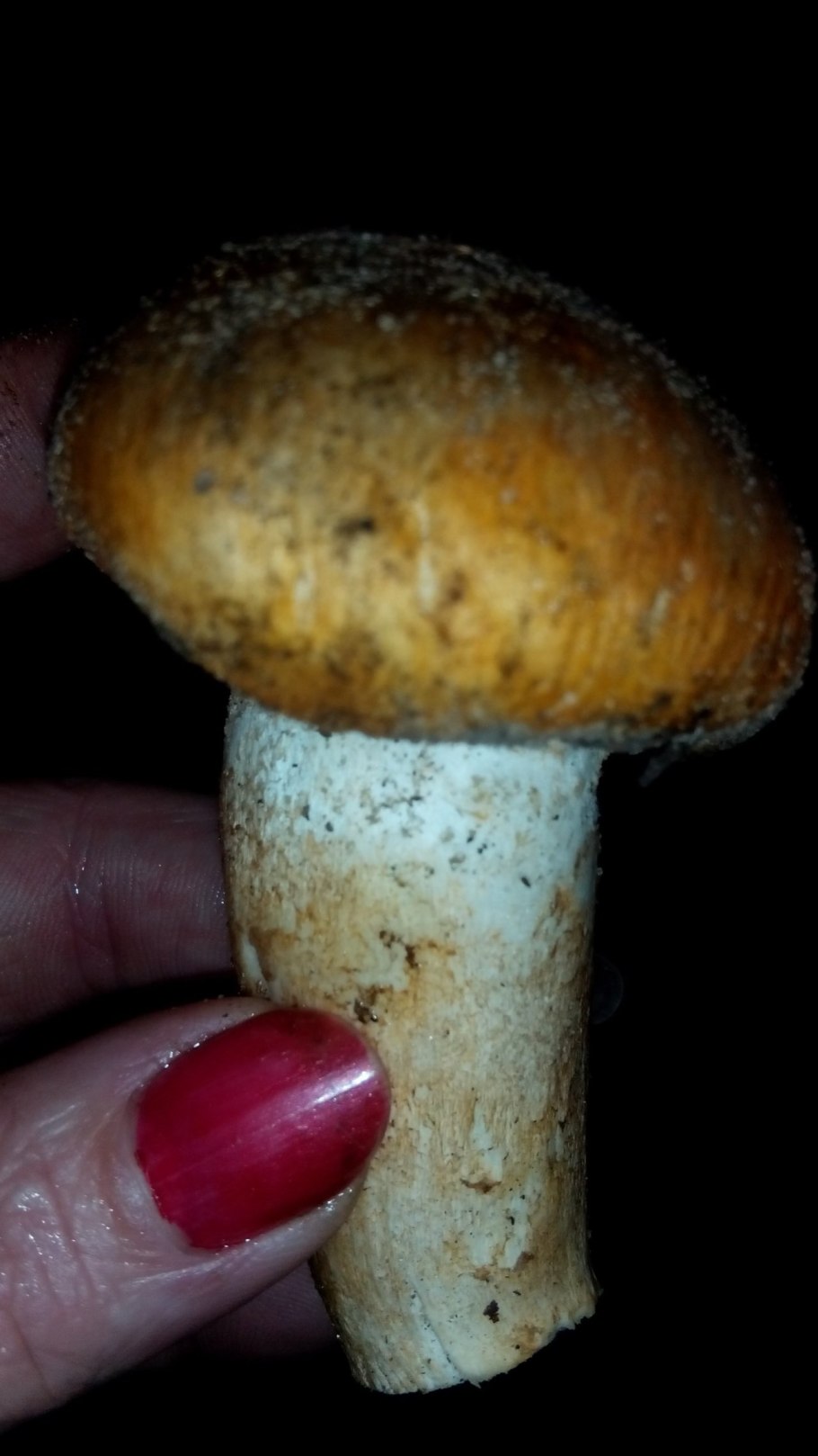 Рядовка Сосновая перевязанная