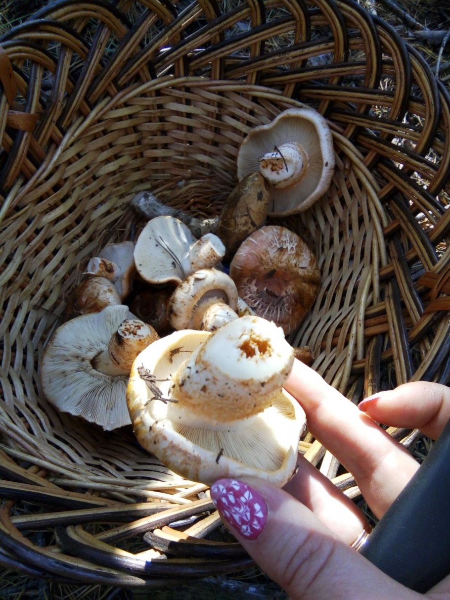 Гриб мацутаке Геншин