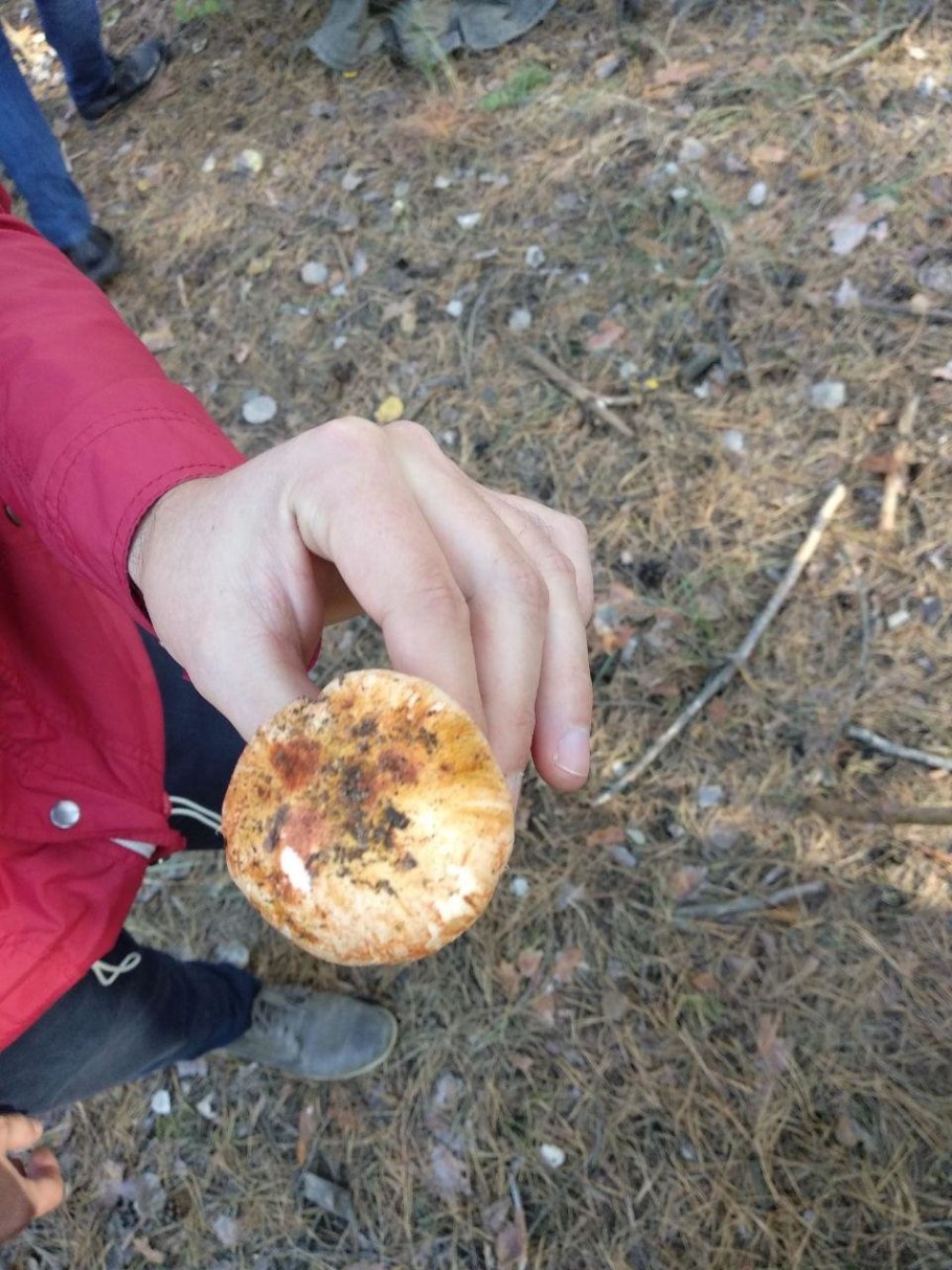 Грузди гриб