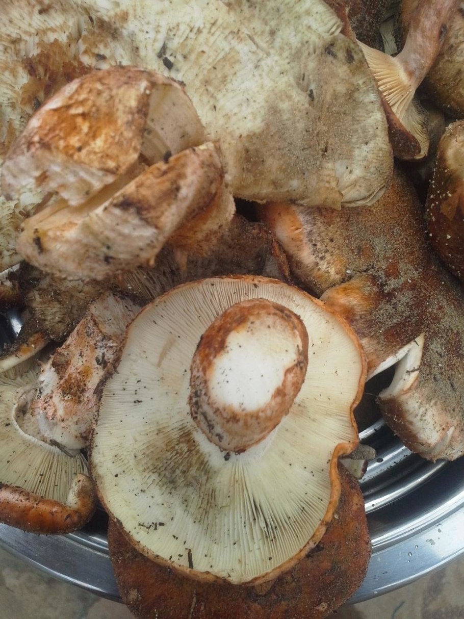 Грибы Каменск Шахтинский