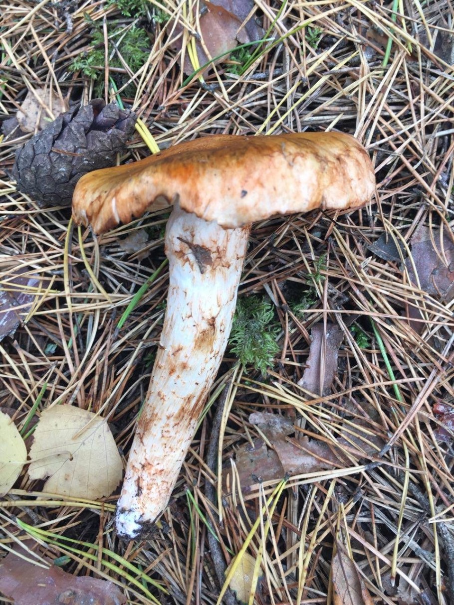 Рядовка сосновая