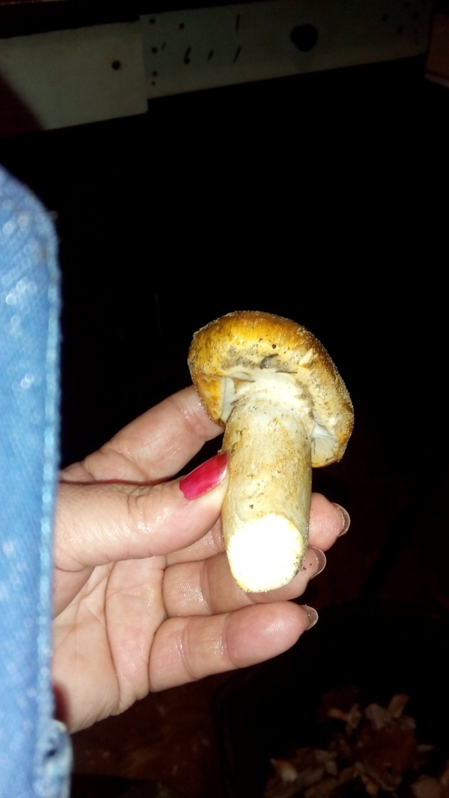 Рядовка опенковидная