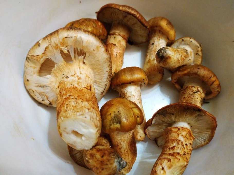 Рядовка перевязанная Tricholoma focale
