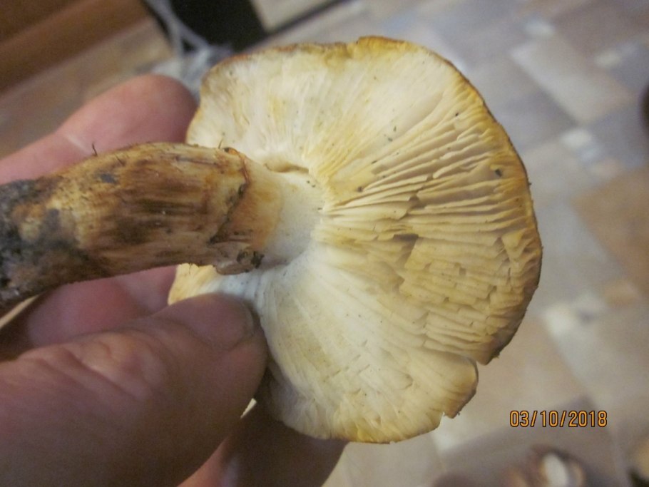 Белый гриб мякоть зеленоватая
