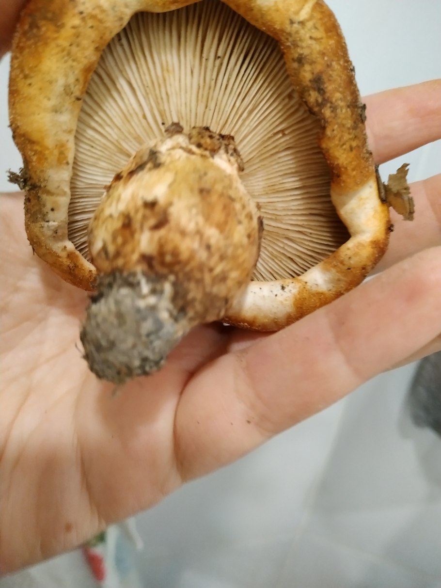 Рядовка перевязанная Tricholoma focale