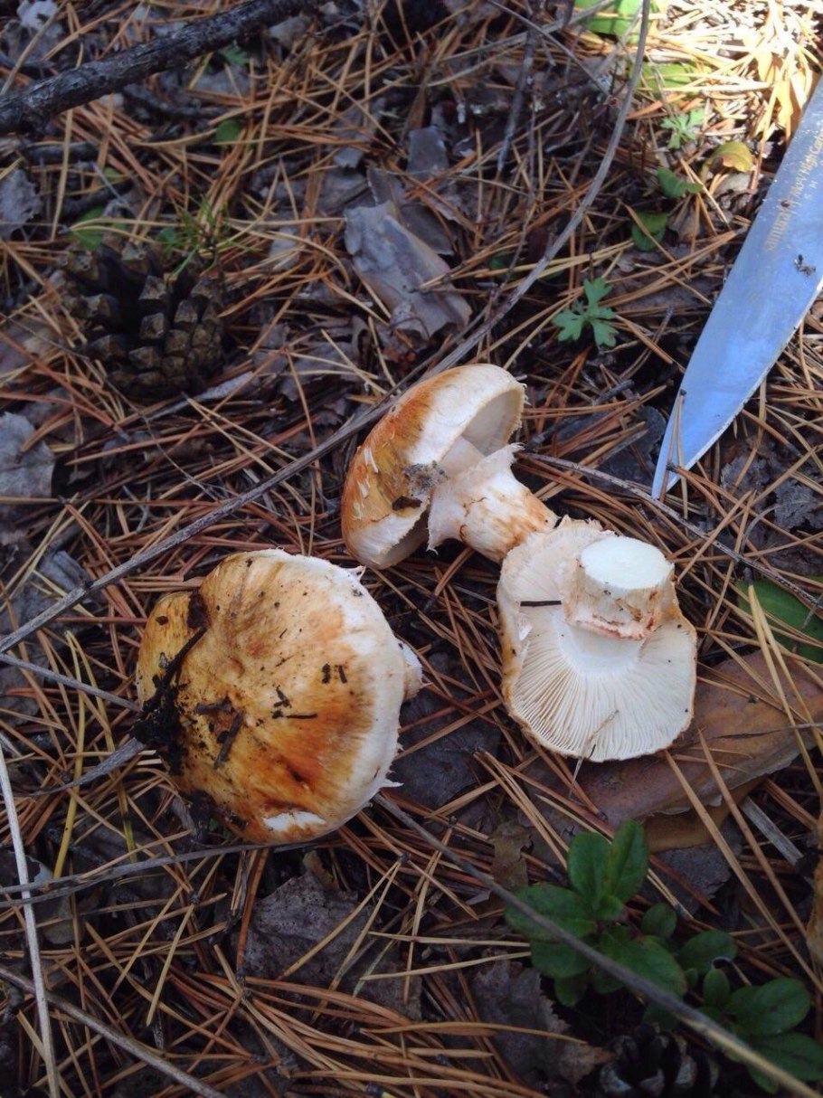 Рядовка опенковидная