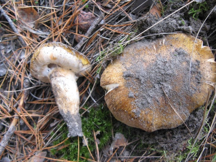 Рядовка перевязанная Tricholoma focale
