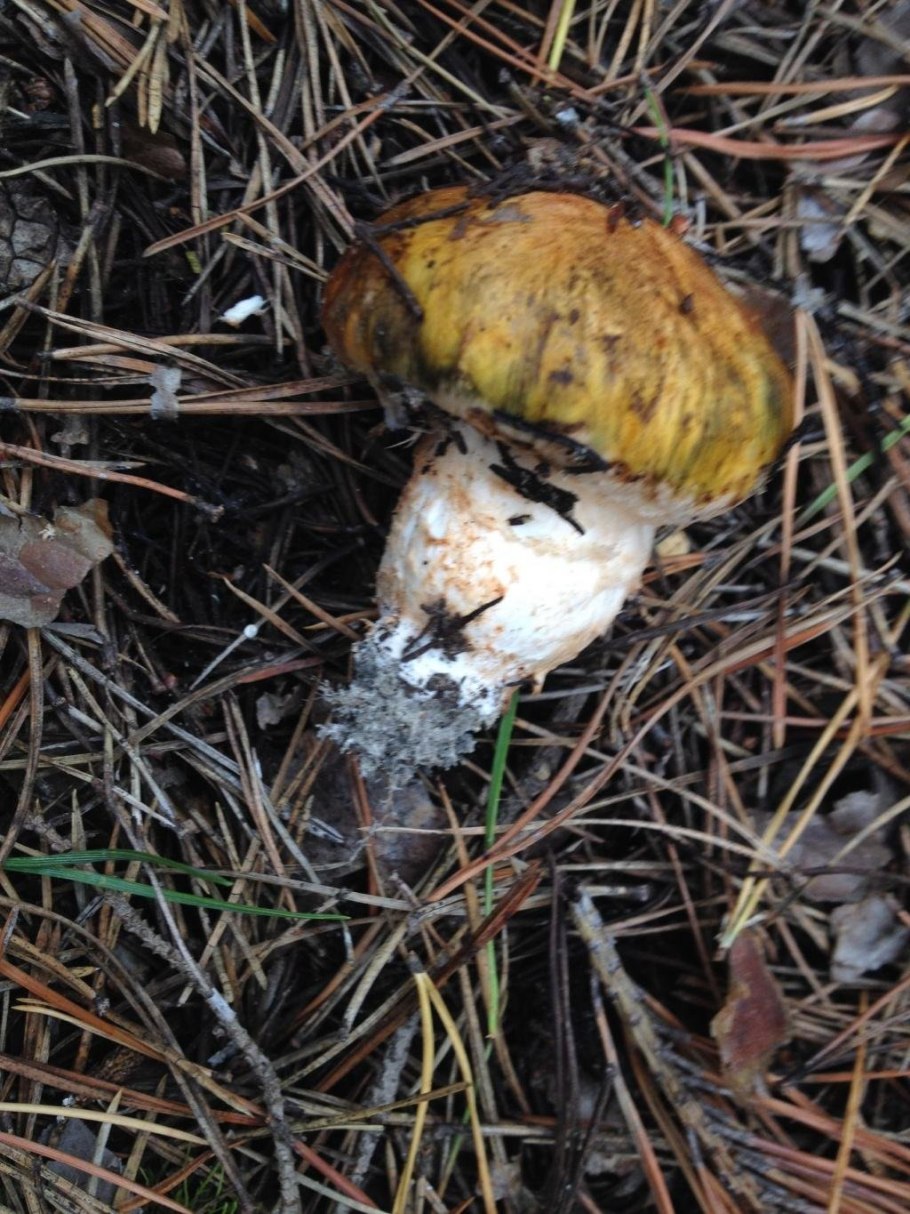 Рядовка опенковидная (перевязанная)