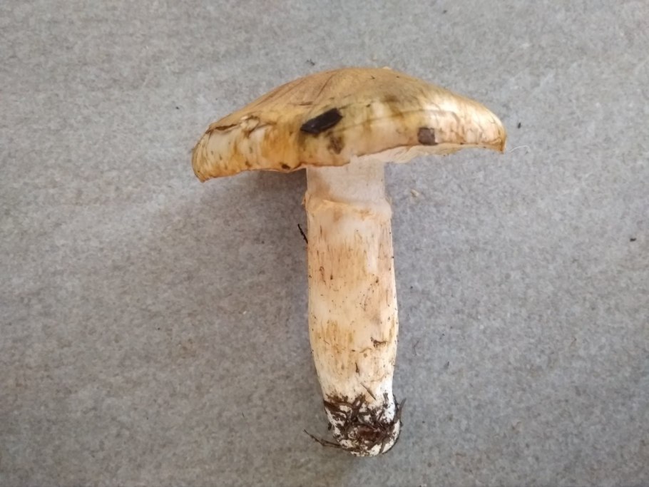 Рижские грибы