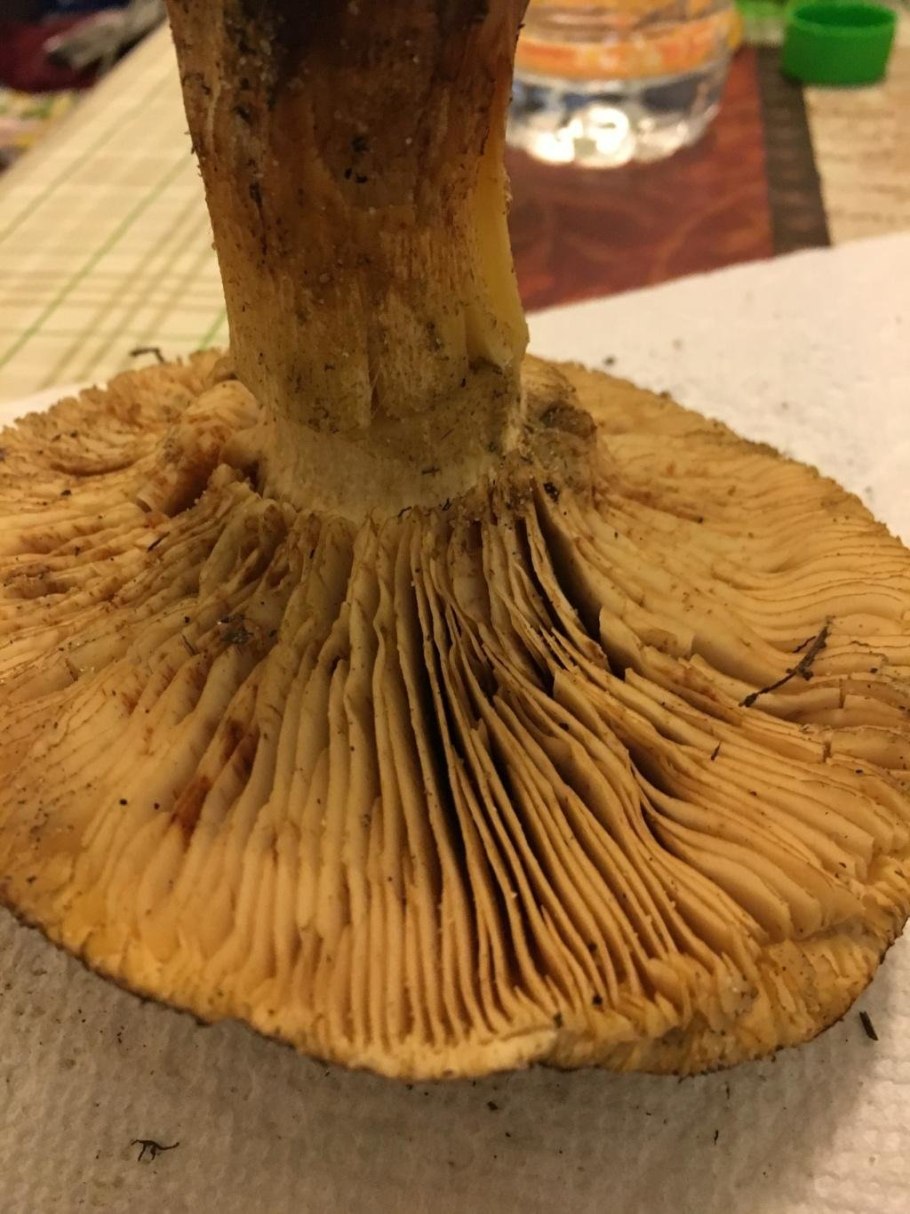 Рядовка перевязанная