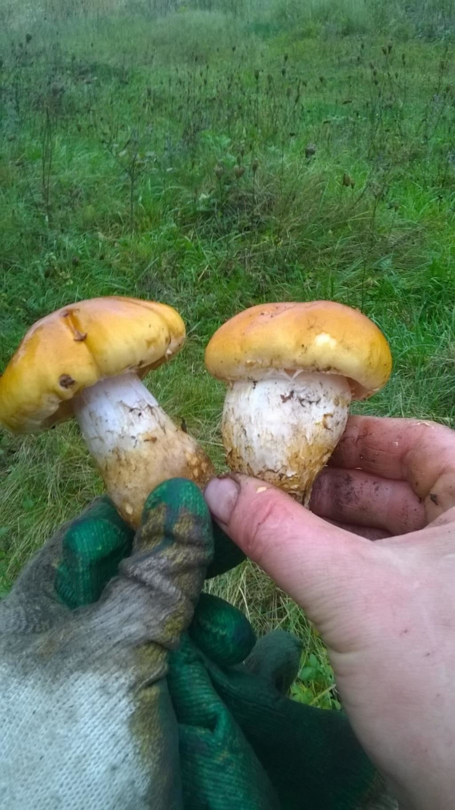 Рядовка с толстой ножкой