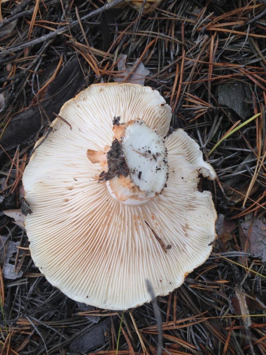 Писюн в виде грибка фото