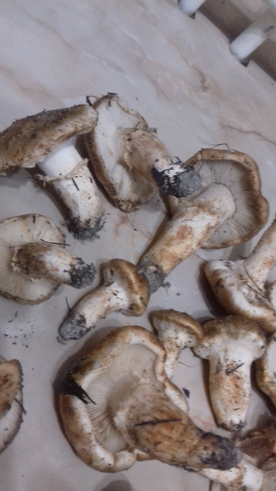 Рядовка опенковидная (перевязанная)