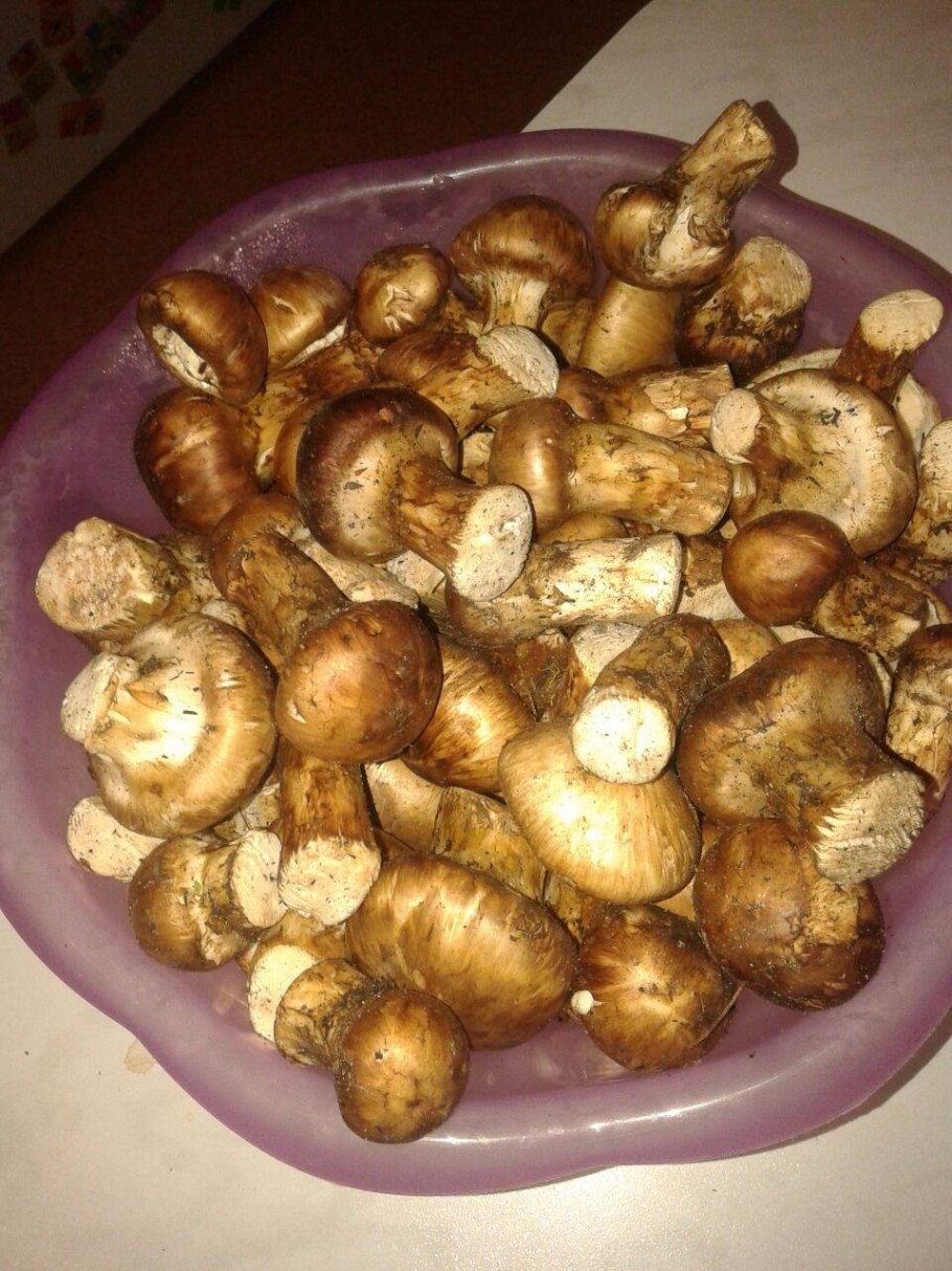 Рядовка перевязанная гриб съедобный?