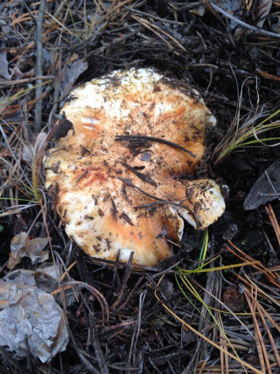 Рядовка перевязанная Tricholoma focale