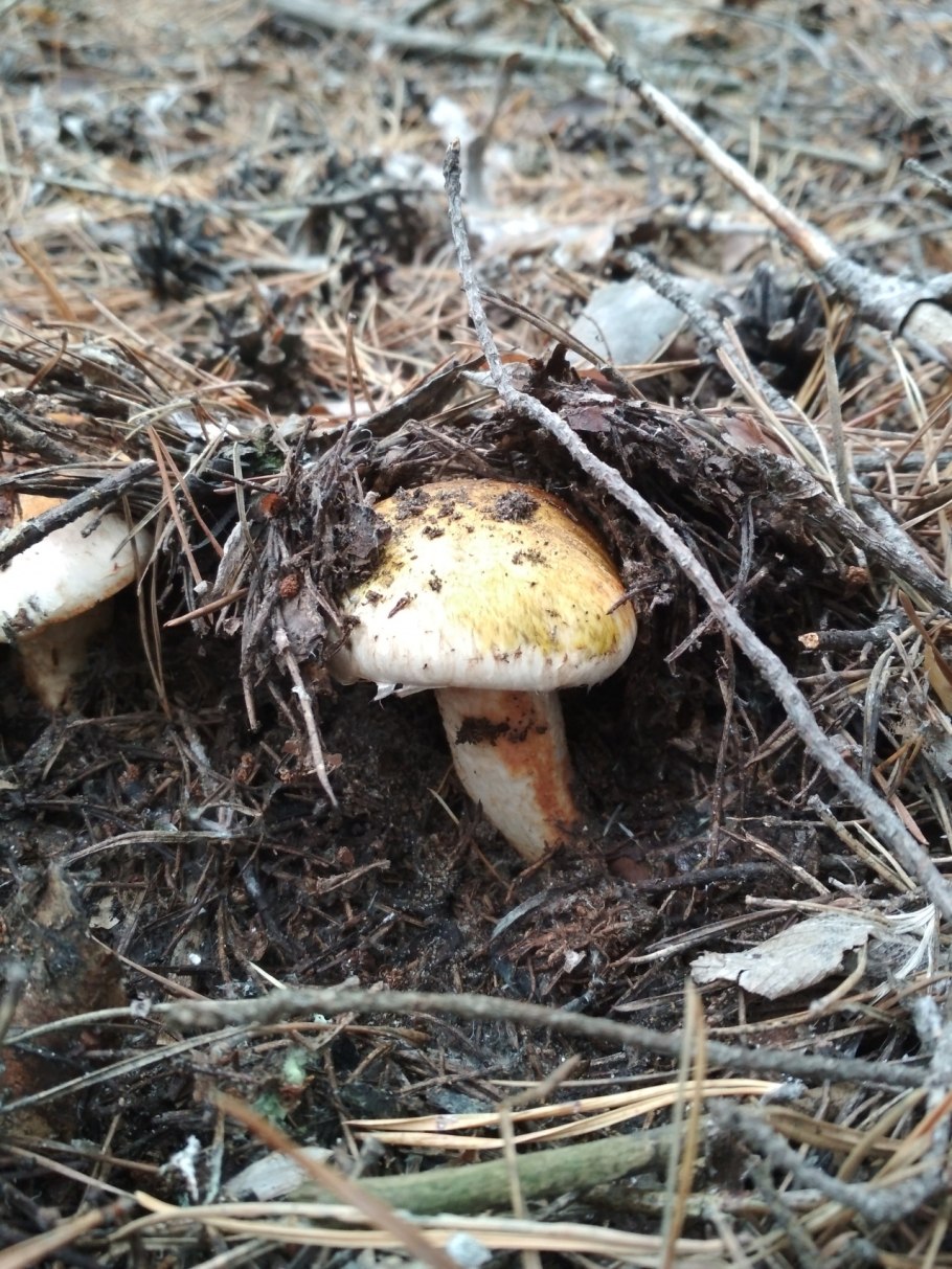 Рядовка перевязанная съедобная