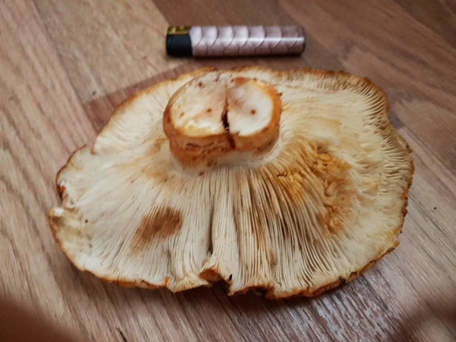 Рядовка перевязанная