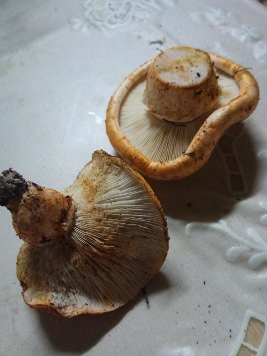 Рядовка Сосновая перевязанная