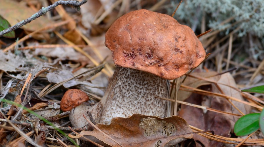 Подосиновик жёлто-бурый Leccinum versipelle