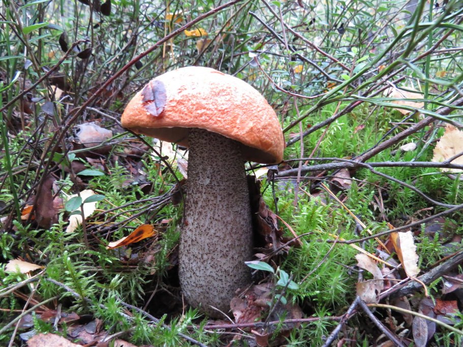 Подосиновик жёлто-бурый Leccinum versipelle