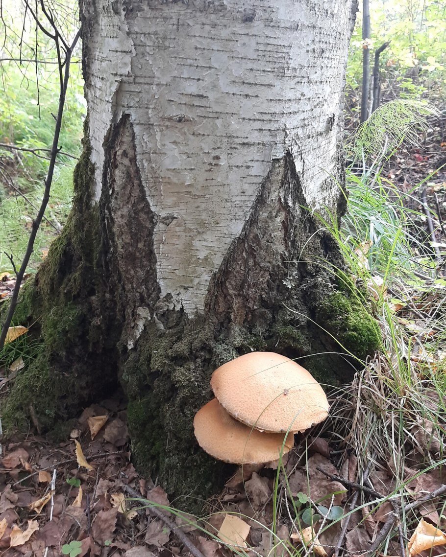 Подосиновик жёлто-бурый Leccinum versipelle