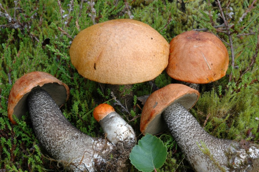 Birch Bolete