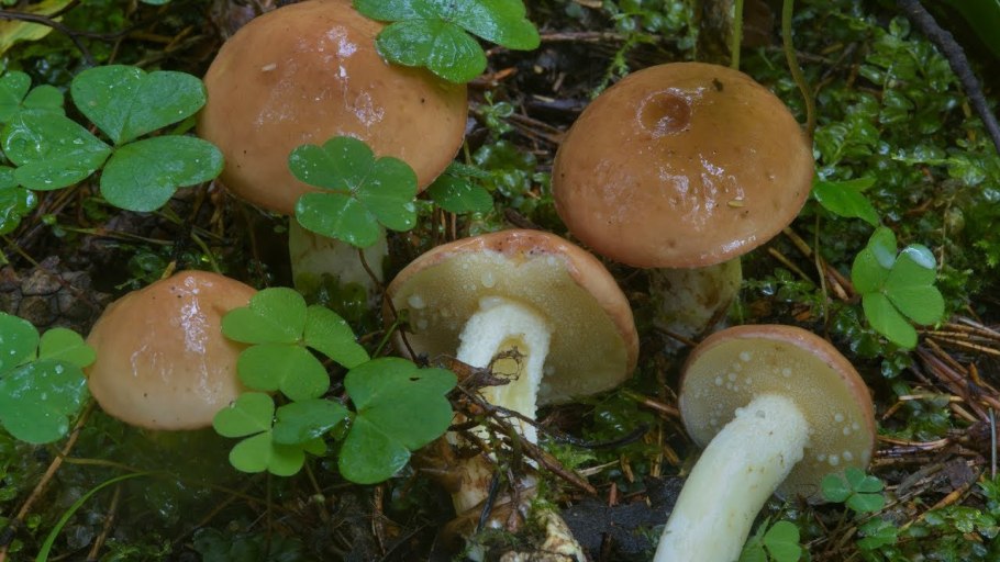 Маслята обабки грибы