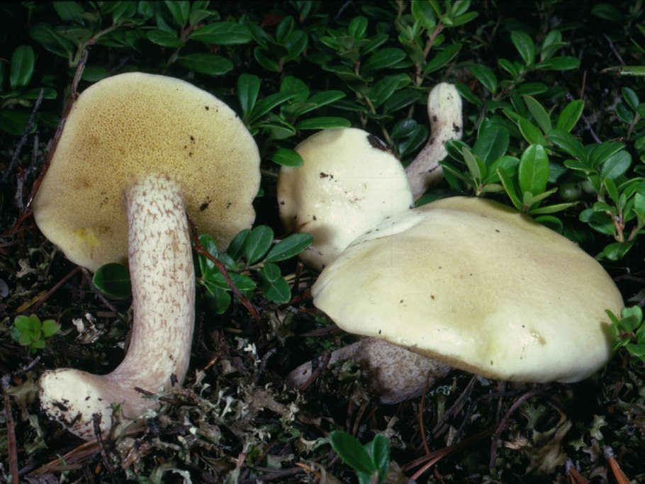 Маслёнок белый Suillus Placidus