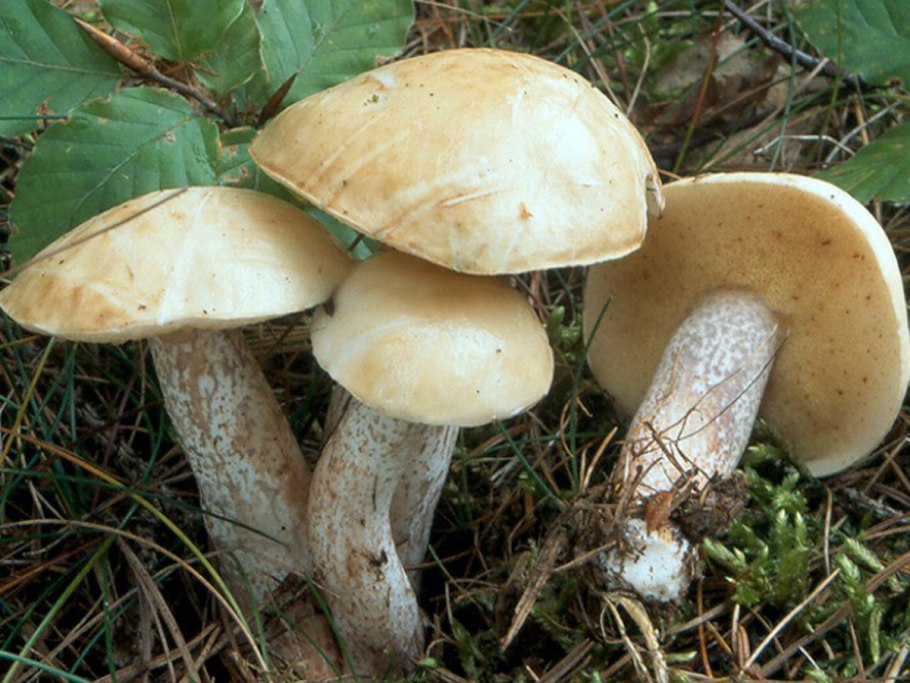 Маслёнок рубиновый (Suillus rubinus)