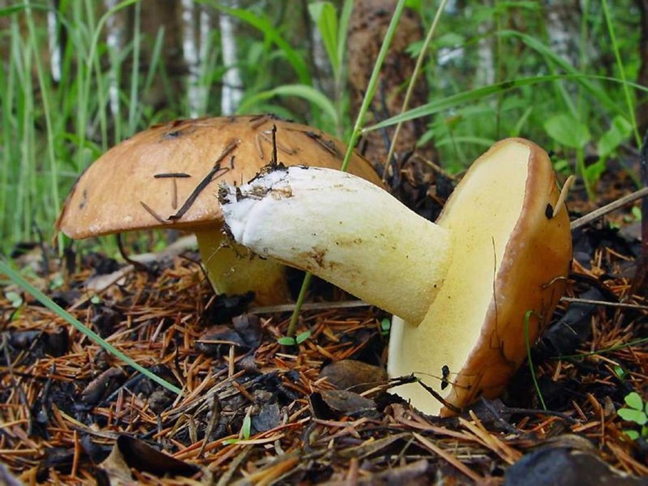 Масленок Suillus luteus