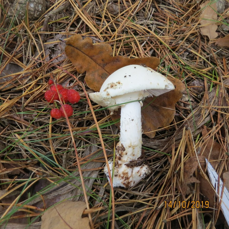 Маслята боровики сыроежка