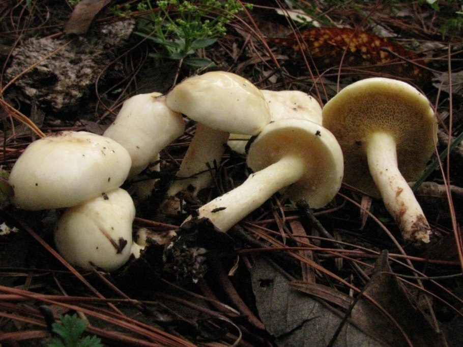 Suillus Placidus