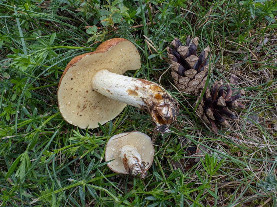 Маслёнок трентийский (Suillus tridentinus)
