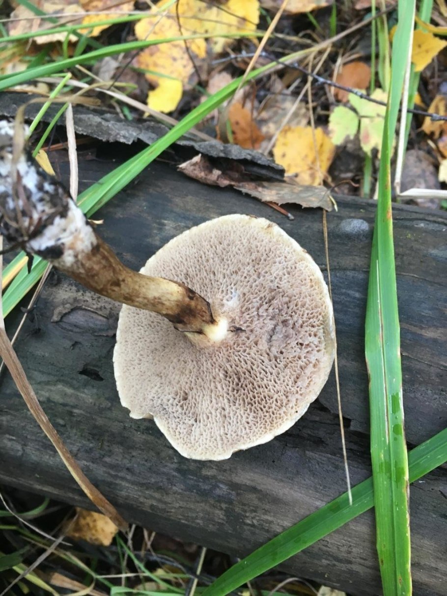 Suillus aeruginascens