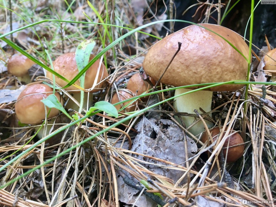 Белый масленок гриб