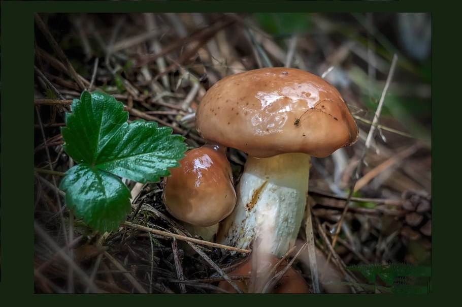 Волнушка Рыжик Боровик