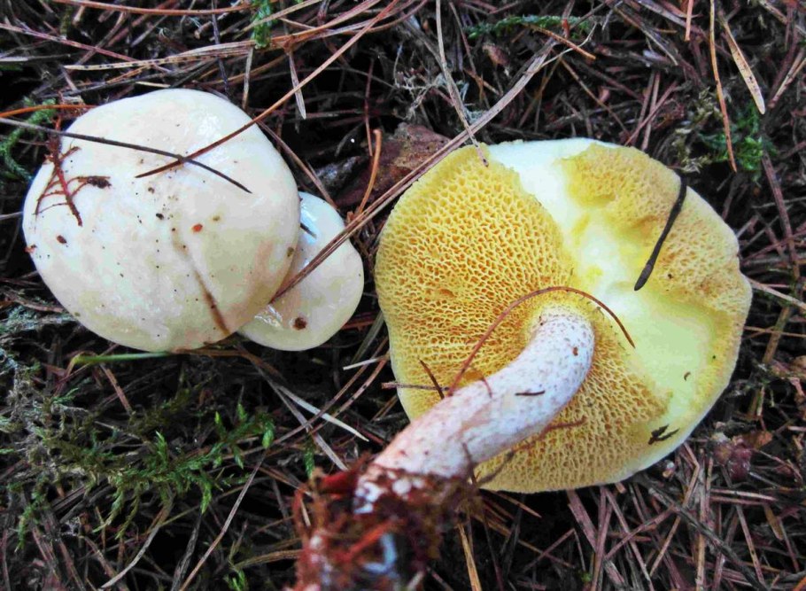 Suillus Placidus