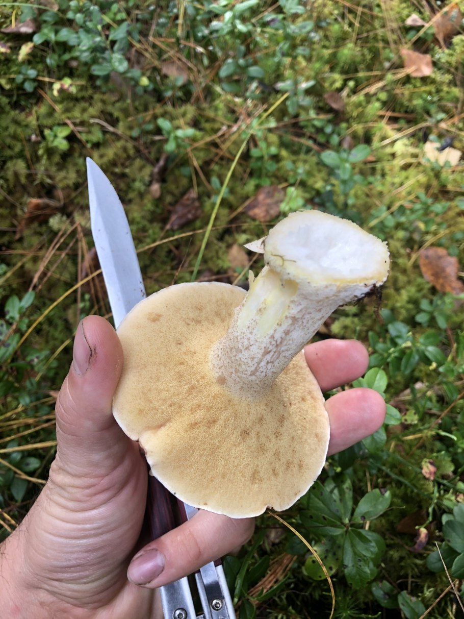 Белые маслята