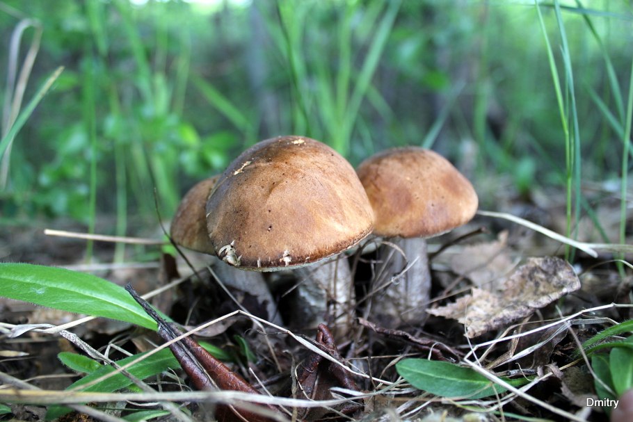 Suillus salmonicolor