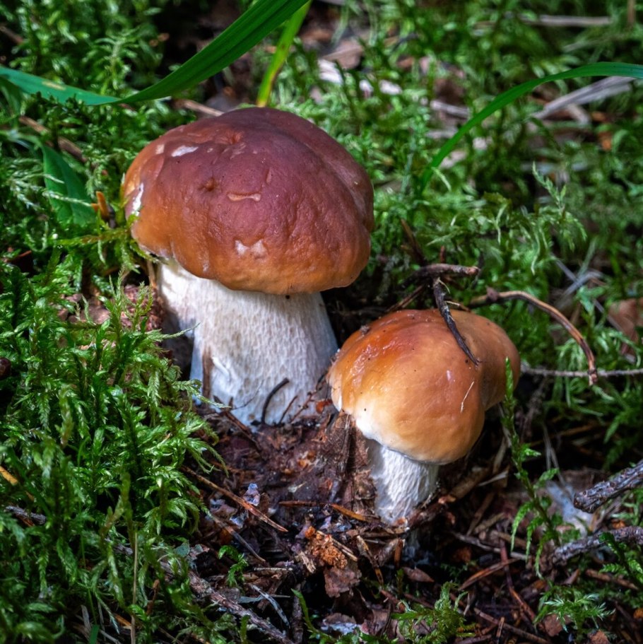 Боровичные маслята